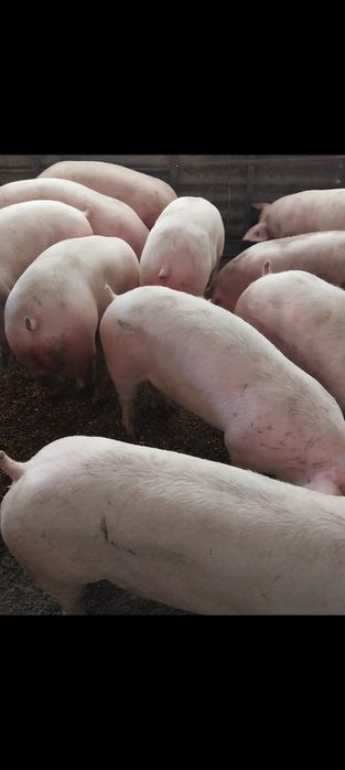 Продавам Бели Прасета