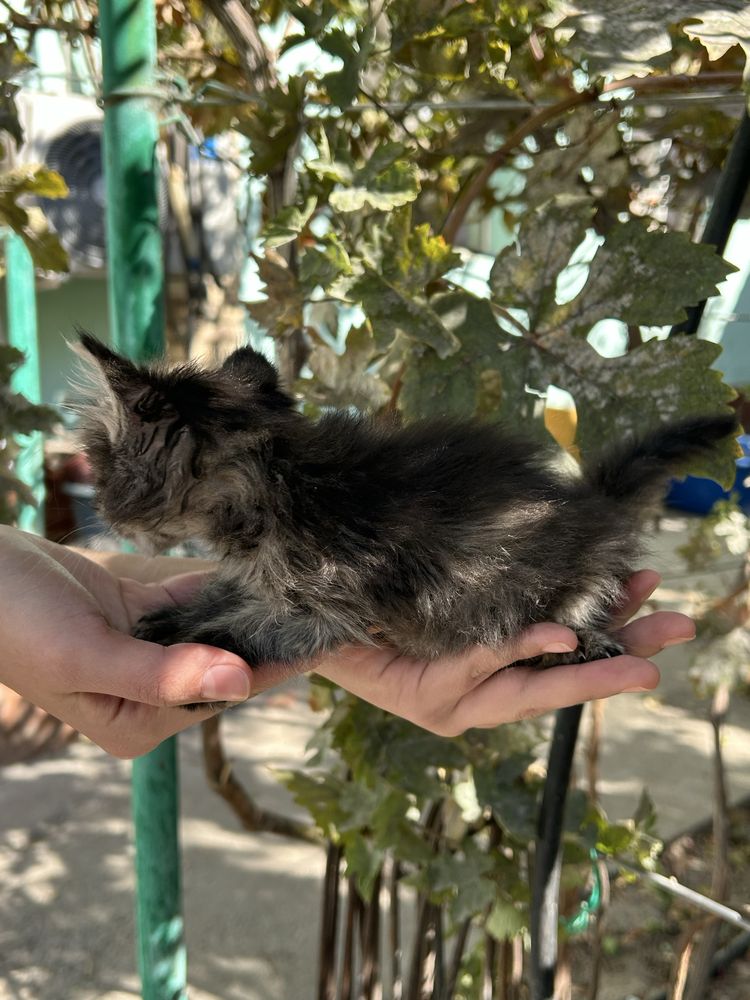 Котята ищут дом, в хорошие руки