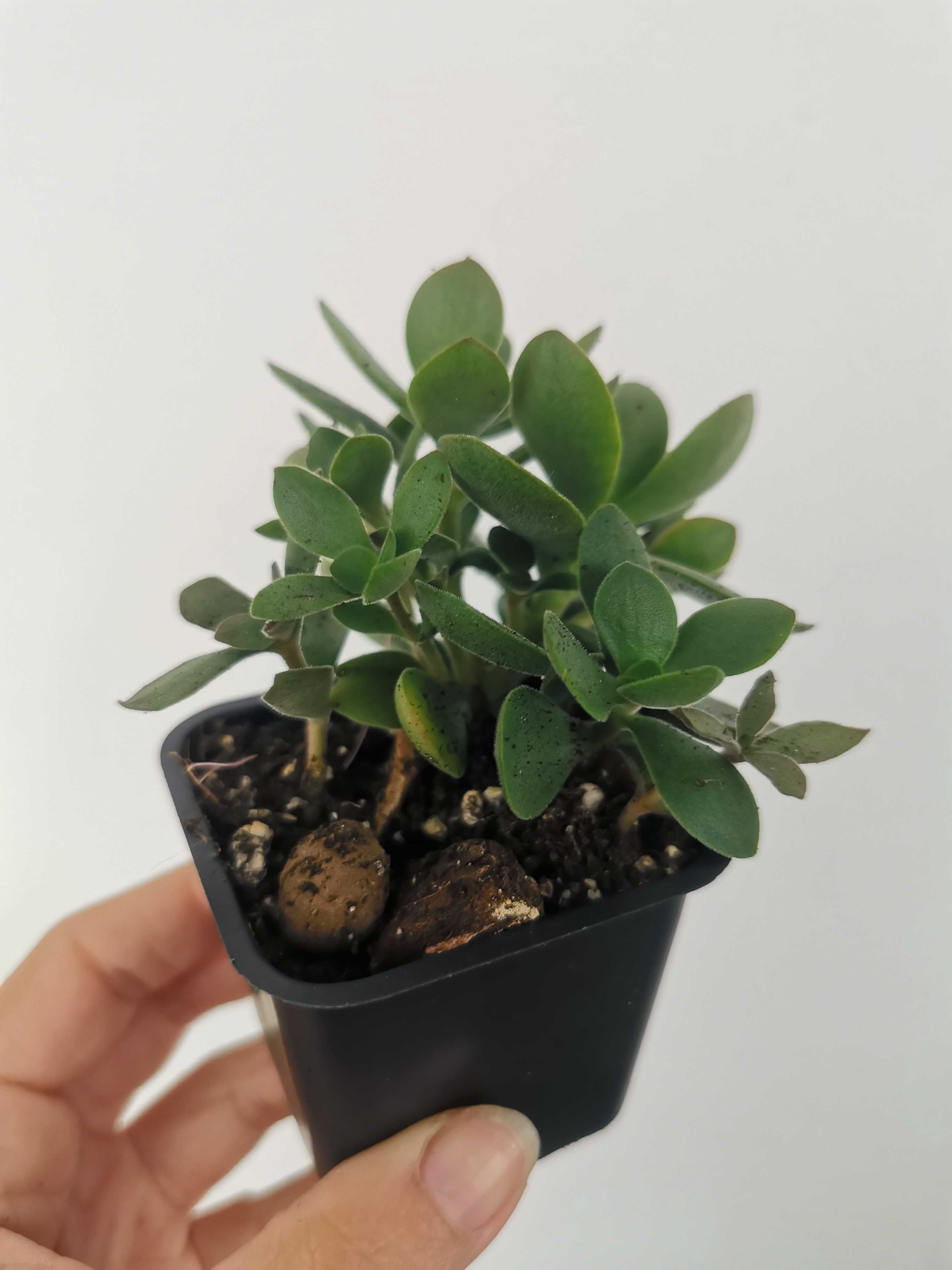 Crassula - Diverse plante de apartament