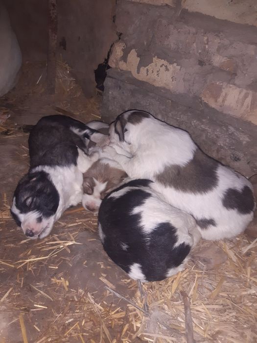 Кучуклар сотилади.