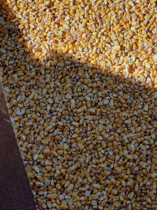 Vând porumb românesc.