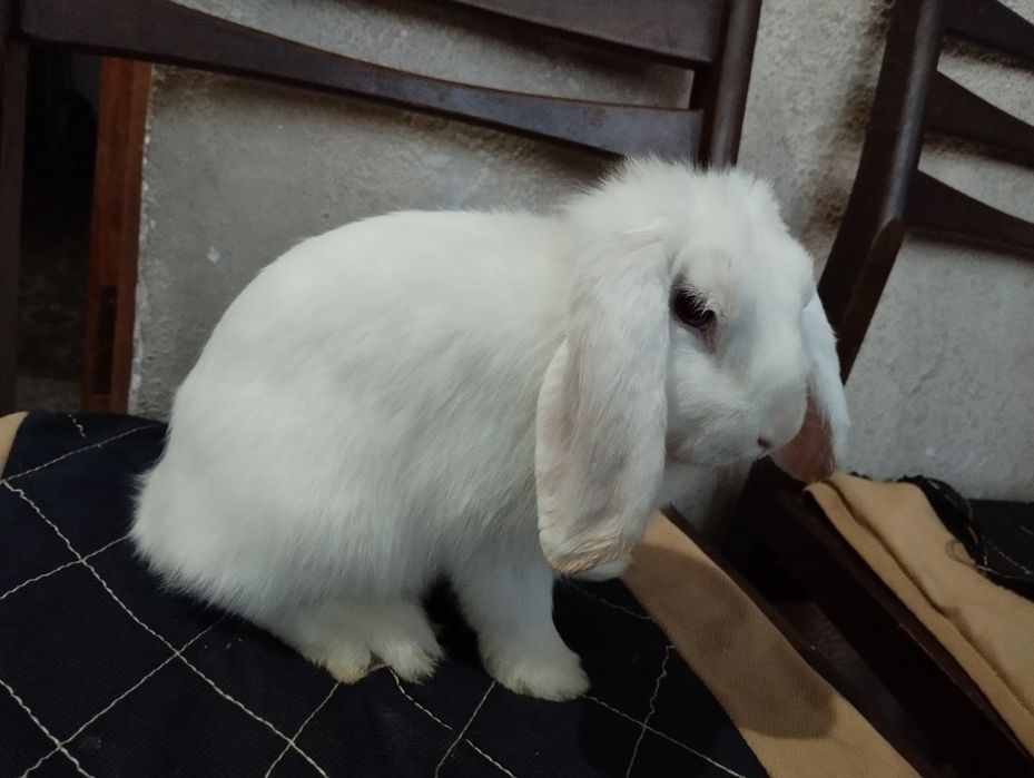 Oq qora dekarativ quyon sotiladi