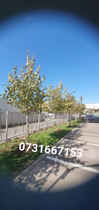 Mesteacăn Tei platani Stejar artari