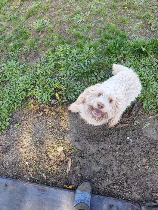 Кучета за трюфели