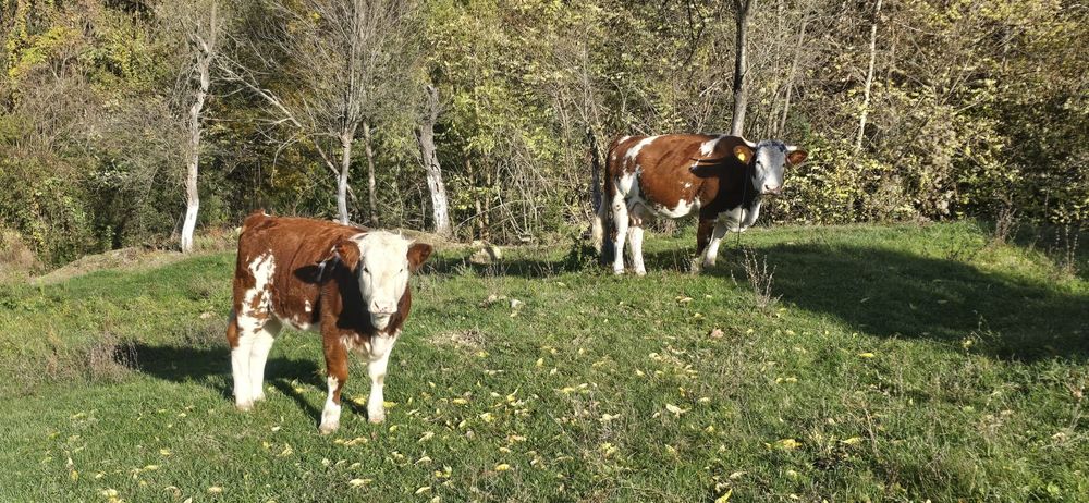 Vând vaca cu vitea