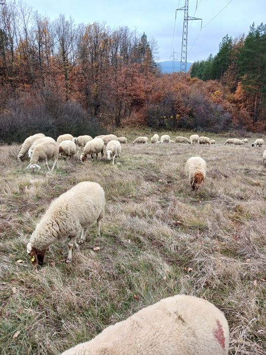 Продавам овце Аваси и Асаф
