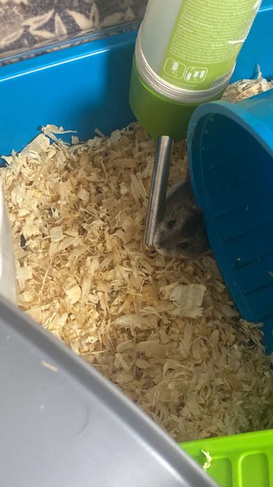 Donez pui de hamsteri blânzi și jucăuși