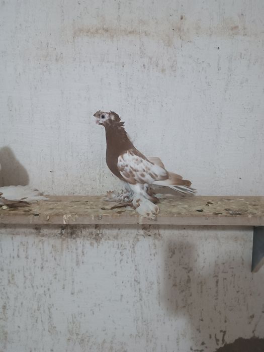 Продам капкана пискуна