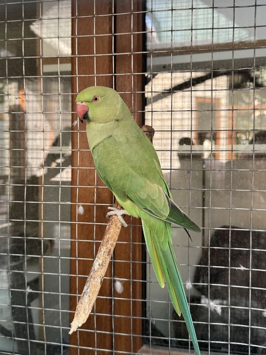 Продается полуручная самка ожерелового попугая.