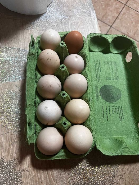Oua proaspete de găini