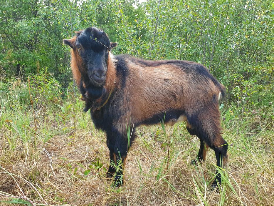 Tap Alpin Francez rasa pura