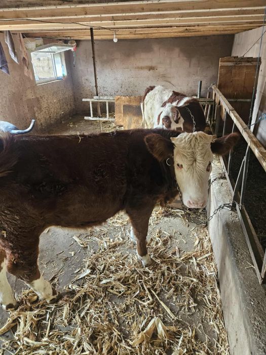 Vite de vanzare din rasa Baltata Romaneasca