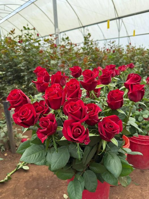 Атиргул кочатллари сотамиз