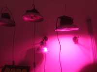 от 50W до 300W для растений и рассады ФИТО-ЛАМПЫ светильники в теплицу