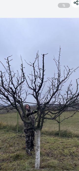 Taiere /Cosmetizare pomi fructiferi /posibilitate  tocat crengi