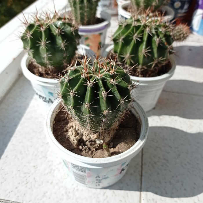 Кактуси в кофички