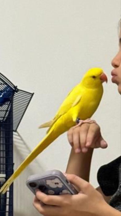 Puiuti papagali micul alexander alexandru