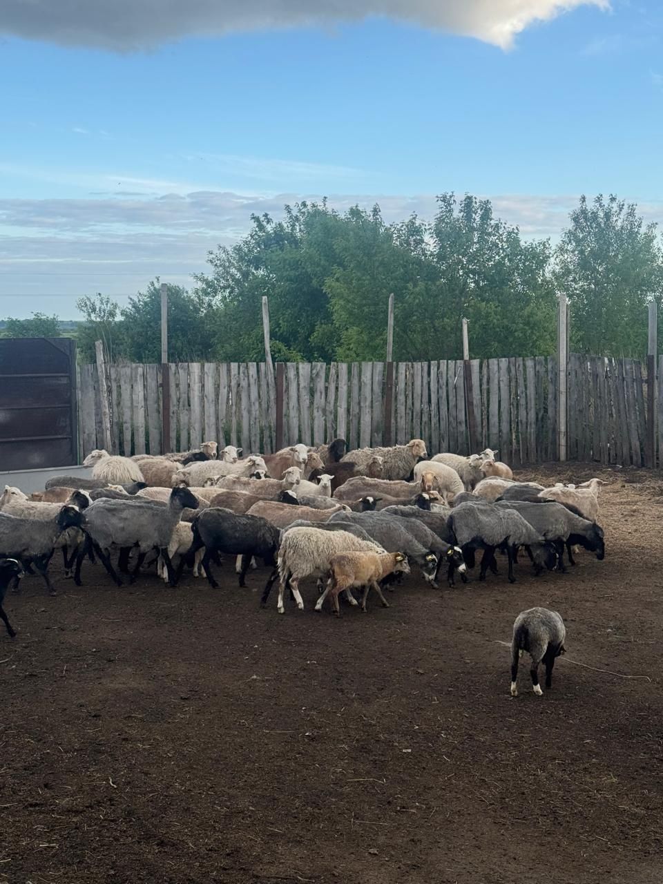 Продам романовских баранов 50 голов