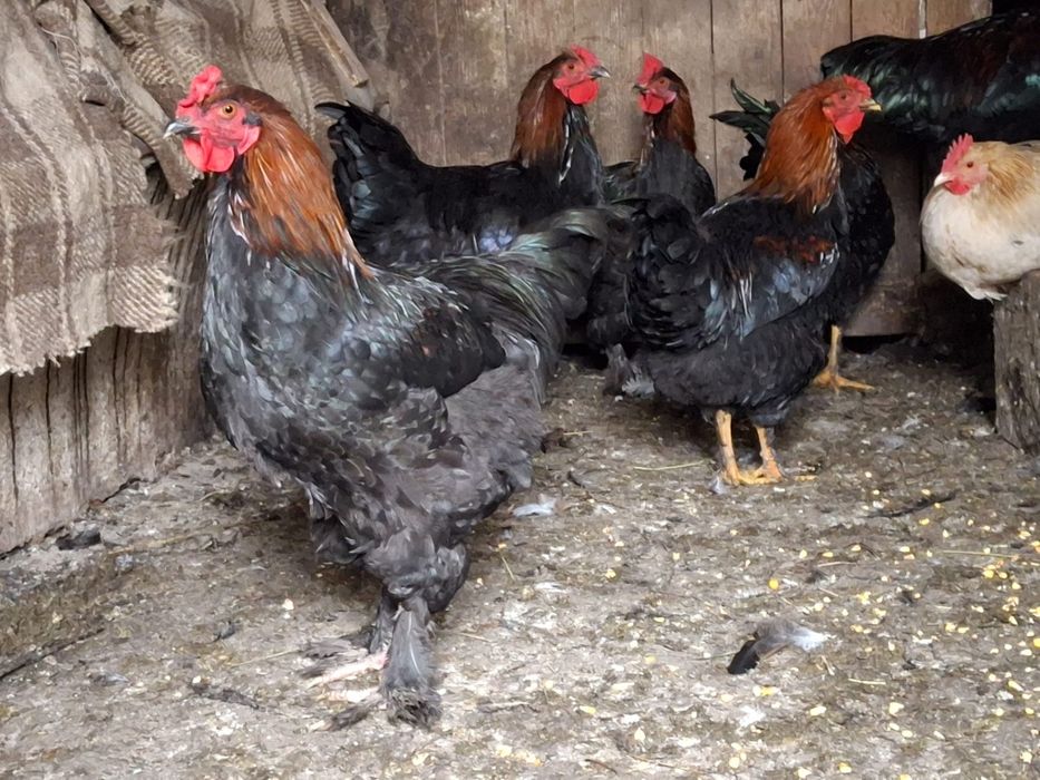 Vând cocosi, tineret de 5-6 luni