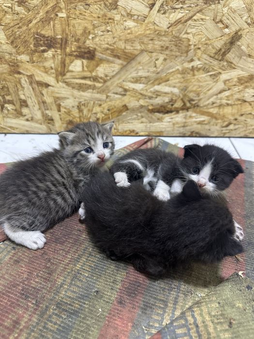 Продаю котят, в хорошие руки