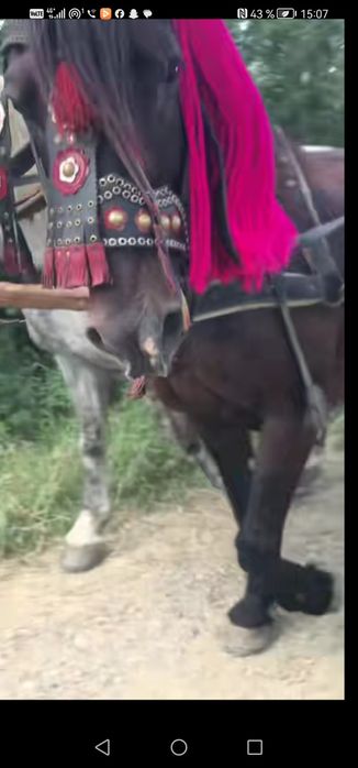 De vânzare iapa garantata