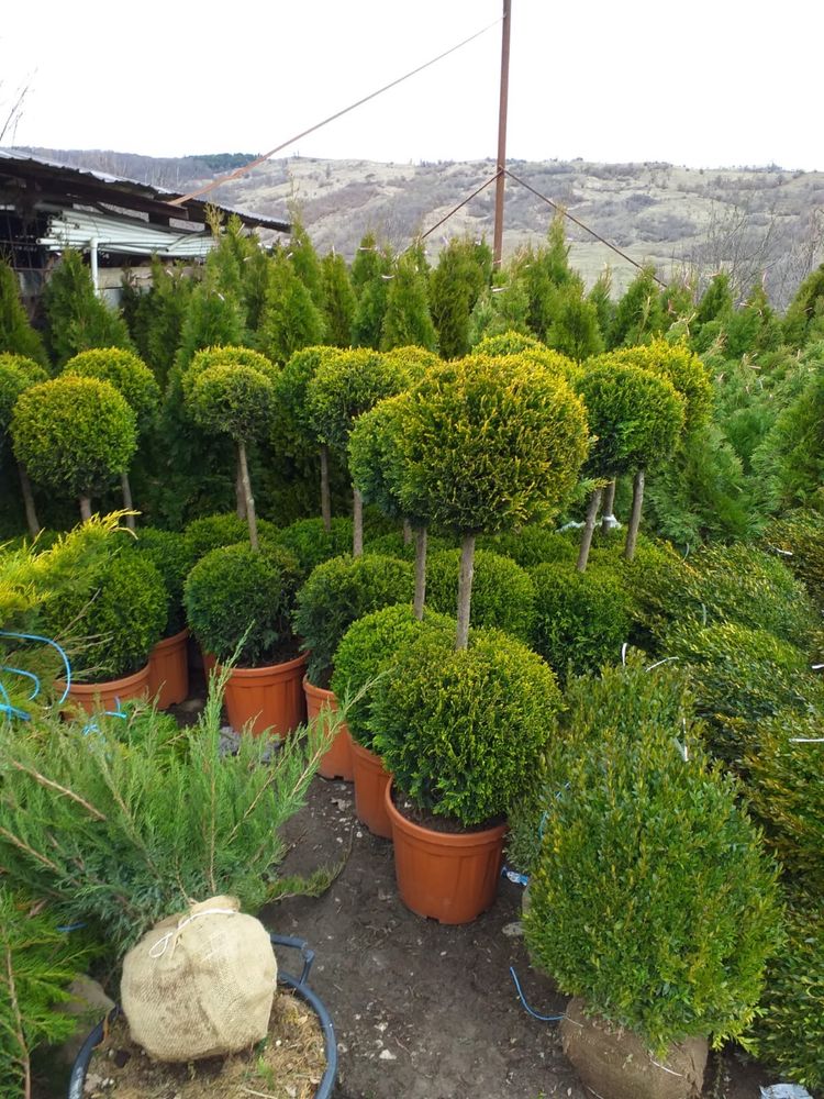 Tuia leylandi,plante ornamentale diferite specii.amenajari gradini