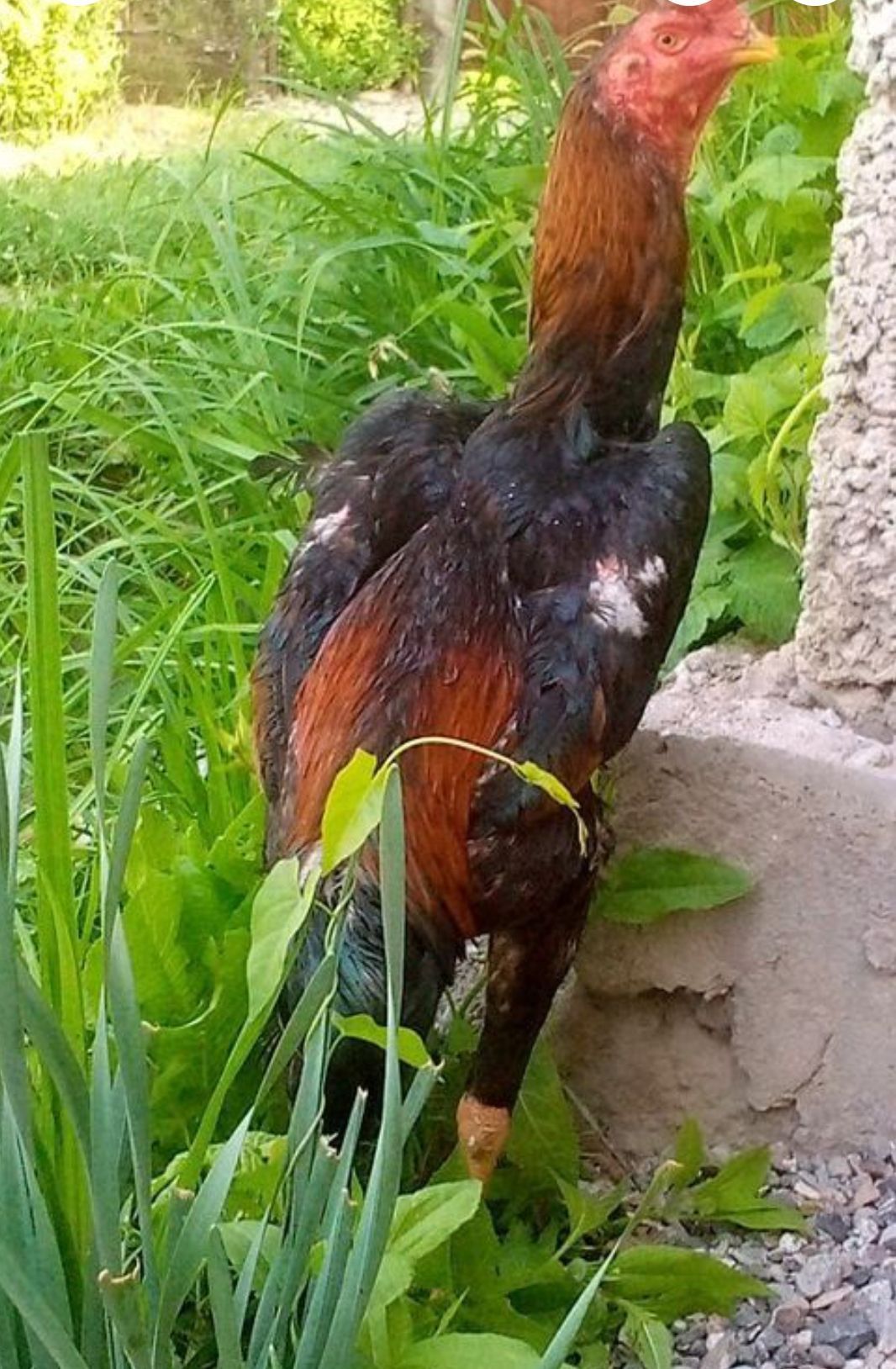 Дакан ва қора шахзода жўжалари