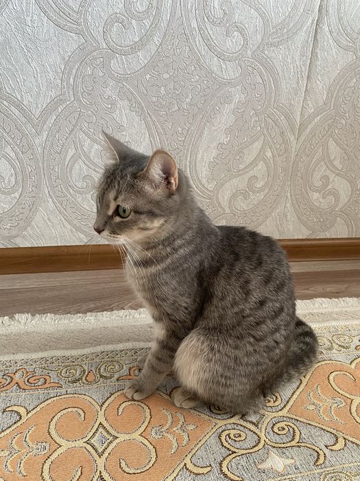 Отдам кошку в добрые руки