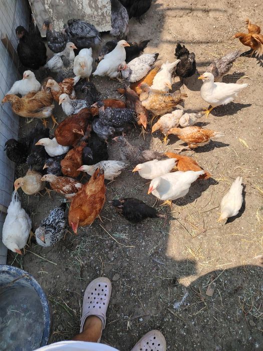 Pui de țară,crescuți natural !!!