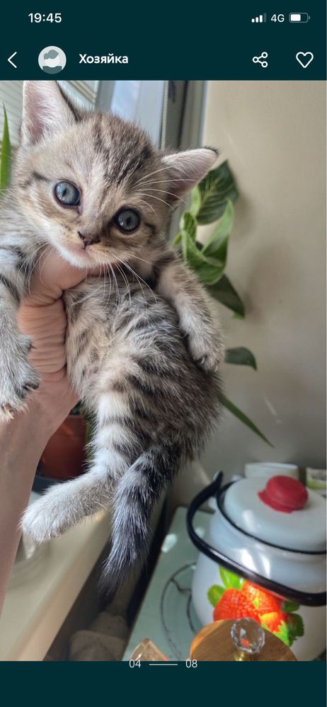 Котята британские