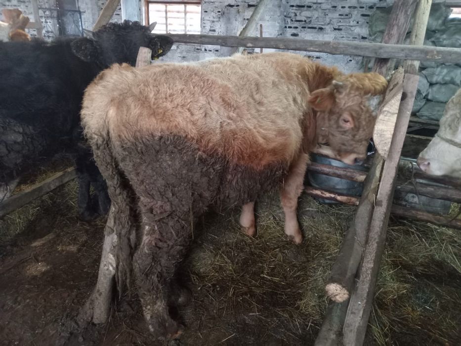 Продам подсосные бычки