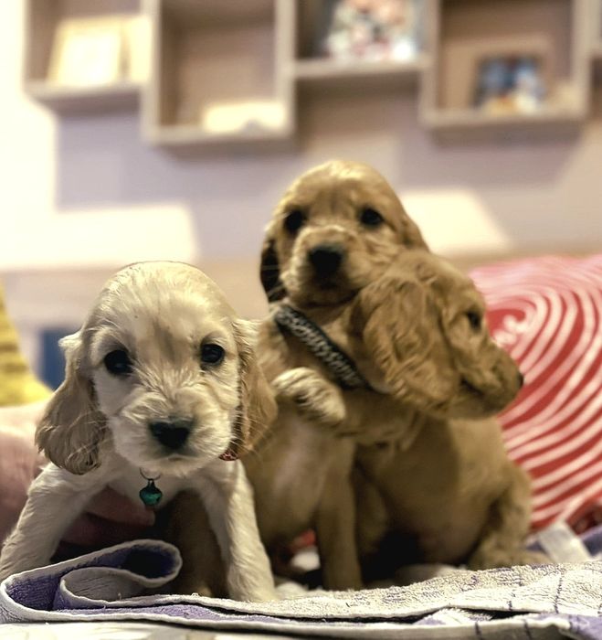 Кокер шпаньол кученца