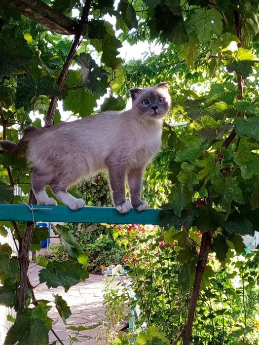 Отдам котят в добрые руки.