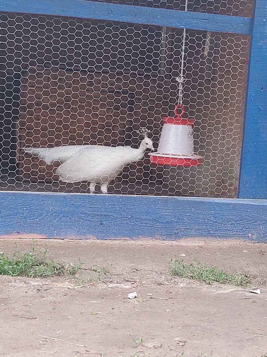 Păuniță Albă 5 ani