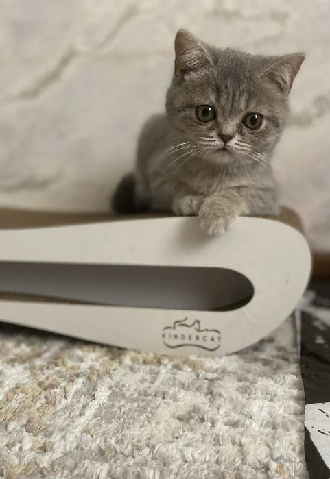 Мушук зудлик билан сотилади.