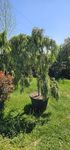 Cedru - Maslin - Ilex - Palmieri