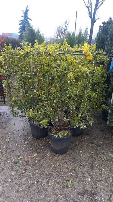 Palmieri bonsai lelandy măslin laur englezesc diferite dimensiuni