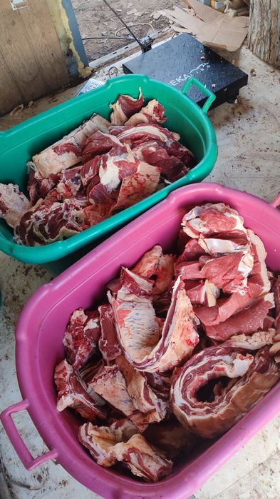 Семіз Қашарлар соғымға