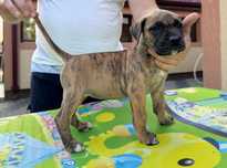Pui presa canario