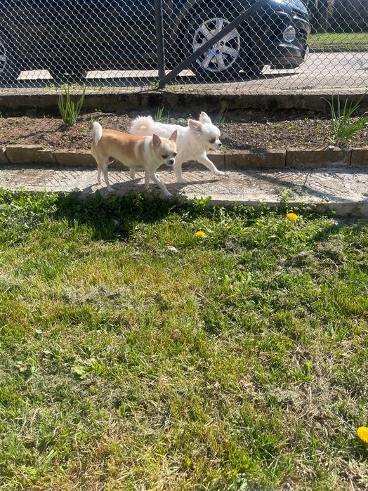 Продавам Чихуахуа