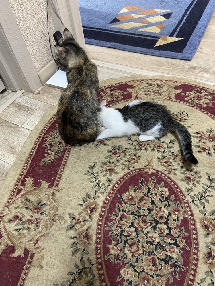 Отдам котёнка в добрые руки