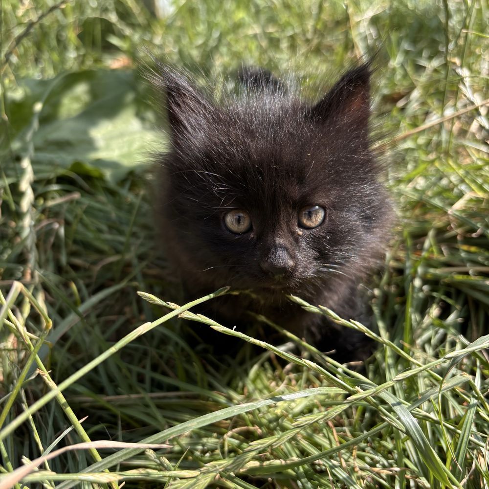 Котенок мысык продам