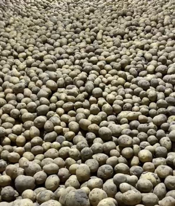 Картошка всех видов и сортов