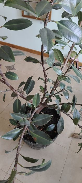 Фикус 10лет. Высота 130см  .