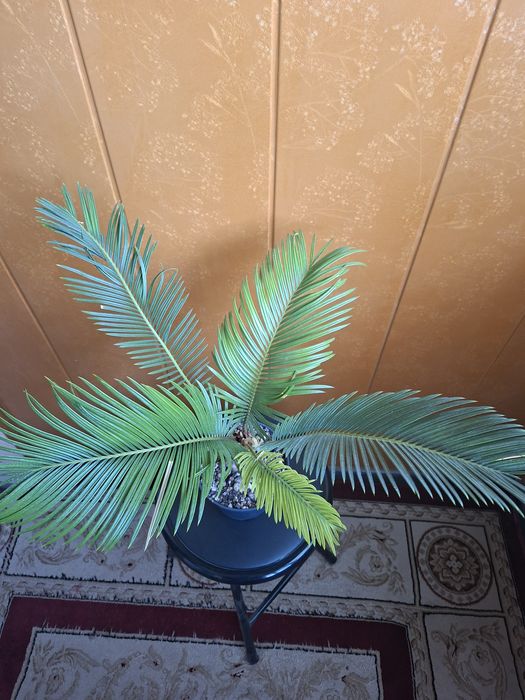 Продам Цикас, Садовое пальма