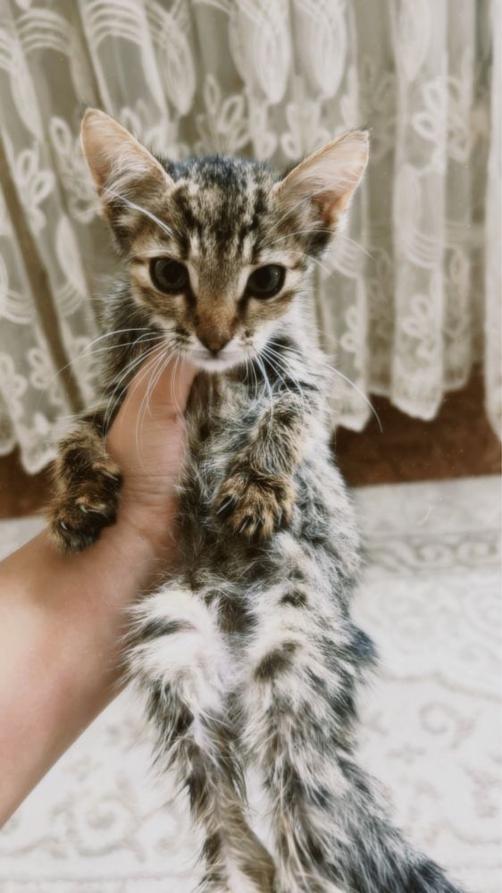 Кошка ,ул,оте сабырлы жаксы адамдар алса екен димын