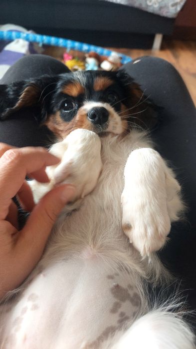 Продавам кавалер кинг чарлз шпаньол