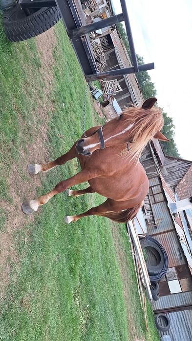 Vând manza de 3 ani