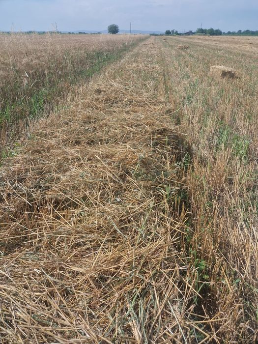 Baloti de paie  10 lei