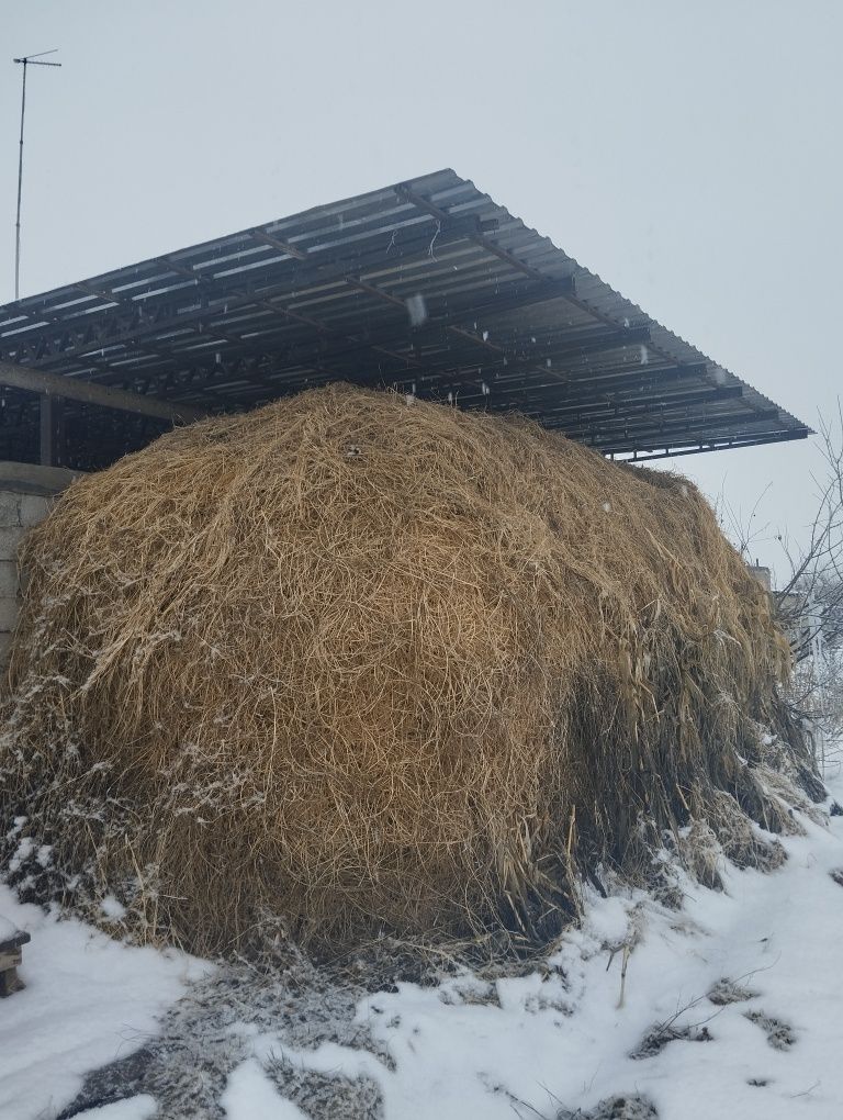 Продам клевер.жонышқа сатам